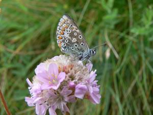 Butterfly on wild flower in Caithness