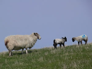 Farming and crofting in Caithness